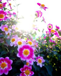 Close-up of pink flowers blooming outdoors