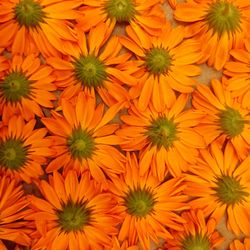 Full frame shot of orange flowers