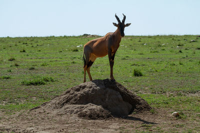Topi antelope standing on a hill in a field