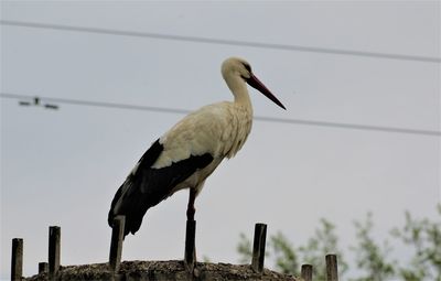 Low angle view of bird perching on wooden post