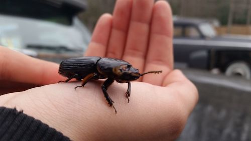 Close-up of a beetle bug on hand
