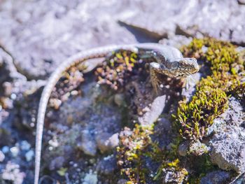 Close-up of snake on rock