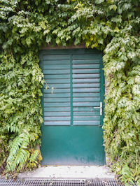 Green door surrounded by leaves