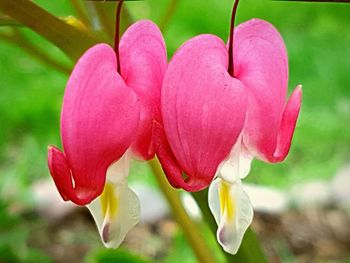 Close-up of pink flowers blooming outdoors