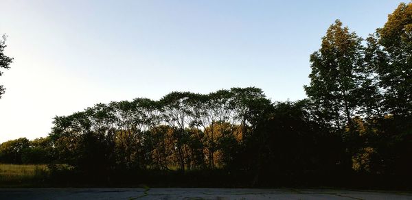 Trees growing in forest against clear sky