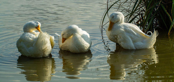 Close-up low level view of aylesbury pekin peking american domestic duck ducks swimming in lake