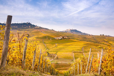 Scenic view of agricultural field against sky