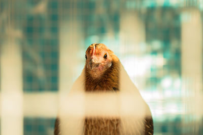 Close-up of chicken