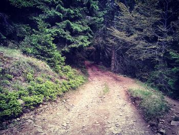 Narrow footpath along trees