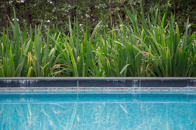 Plants growing in swimming pool