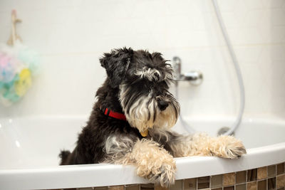 An adult schnauzer of black and silver color stands in the bathroom after a walk