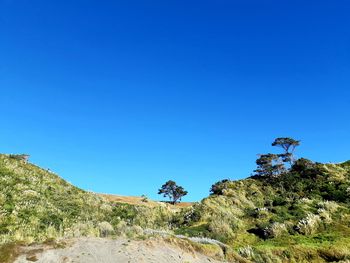 Plants growing on land against clear blue sky