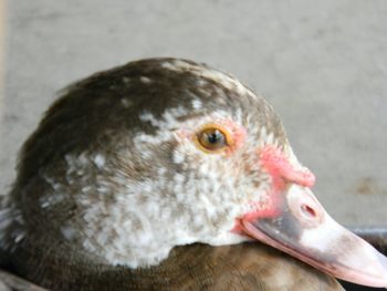 Close-up of bird