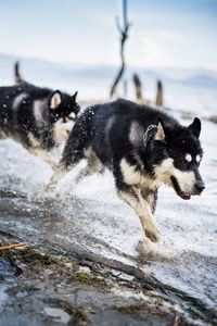 Dog on snow against sky