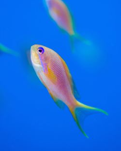 Close-up of fish swimming in sea