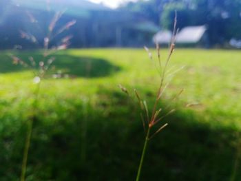 Close-up of plant on field