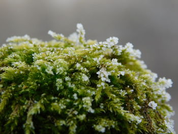 Close-up of plant growing outdoors