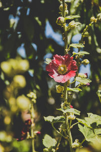 Close-up of pink flowering plant