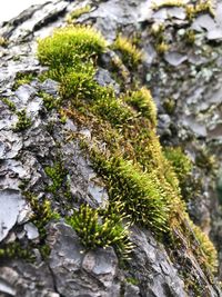 Close-up of moss on tree trunk