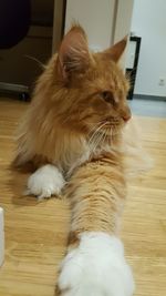 Close-up of cat relaxing on hardwood floor
