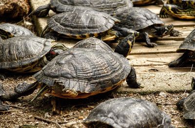 Close-up of turtle on field