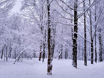 Bare trees in forest during winter