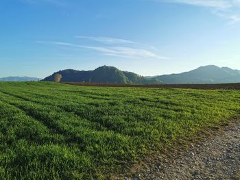 Scenic view of field against sky