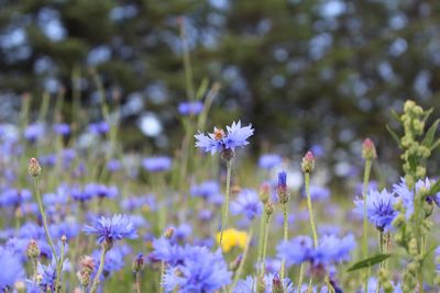 Close-up of purple flowering plant on field