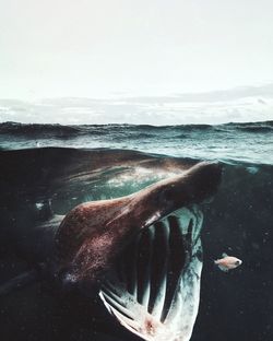 Close-up of fish swimming in sea against sky