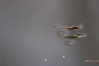 Close-up of spider