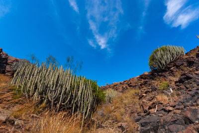 Plants growing on land against blue sky