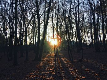 Trees against sky during sunset