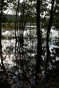 Reflection of bare trees in water