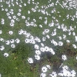 white color