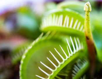 Close-up of fern leaves