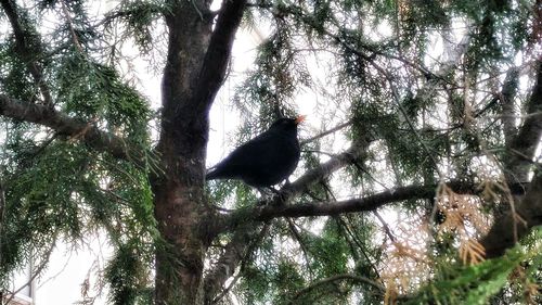 Low angle view of birds on tree trunk