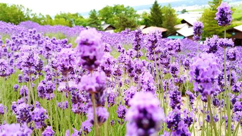 Purple flowers blooming in field