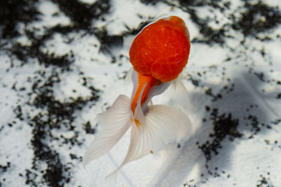 High angle view of crab in winter