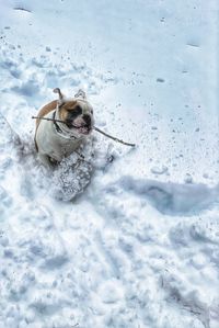 High angle view of dog on snow covered land
