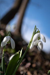 Close-up of white flowering plant on field