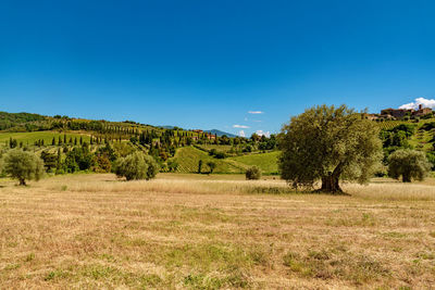 Trees on field against clear blue sky
