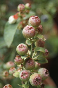 Close-up of plant