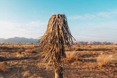 Close-up of dry plant on field against sky