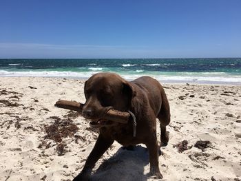 Dog on beach against clear sky