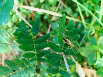 Close-up of insect on leaf