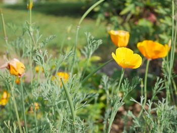 Close-up of yellow flowering plants on field