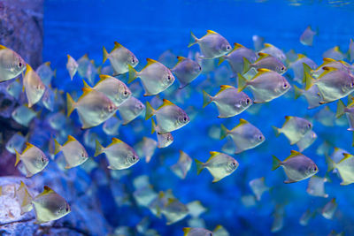 Close-up of fish swimming in sea