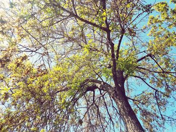 Low angle view of tree against sky