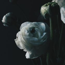 Close-up of rose against black background