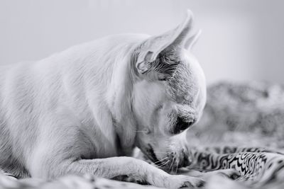 Close-up of a dog at home